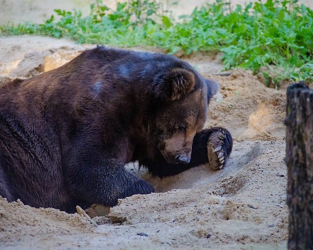 Parque de Dois Irmãos lamenta morte de urso Zé Colmeia