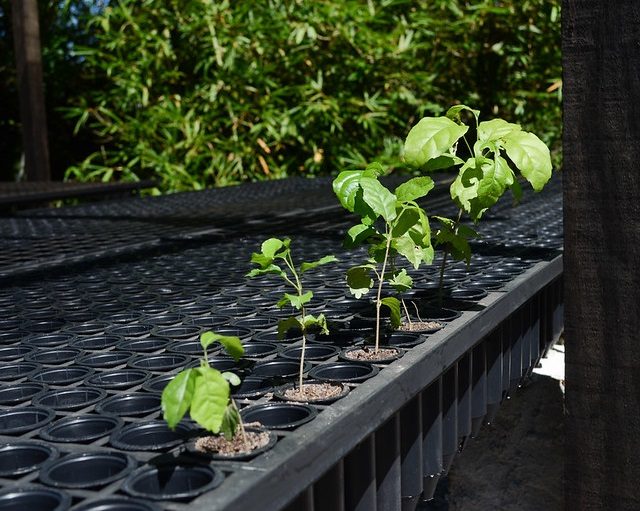 Secretário de Meio Ambiente e Sustentabilidade participa de plantio em Pesqueira