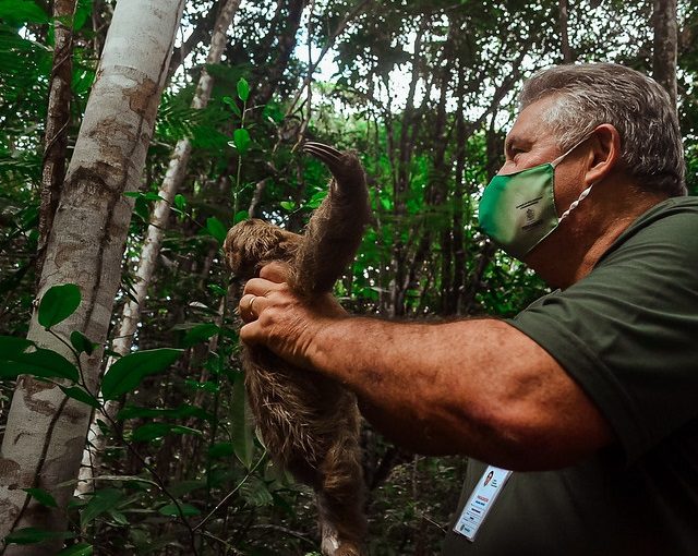 Mais de 40 animais silvestres retornam para a natureza