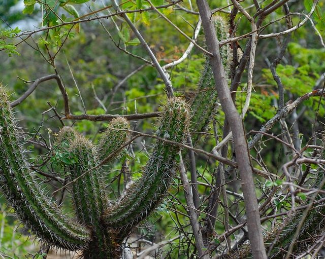 Secretário de Meio Ambiente visita RPPN Maurício Dantas