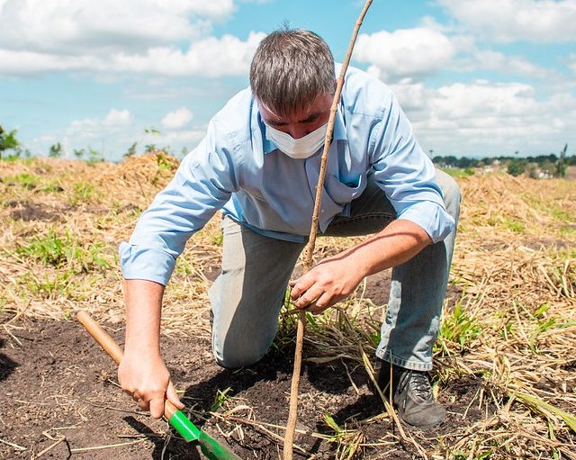 Mais de 2 mil mudas plantadas nos municípios de Paudalho e Carpina