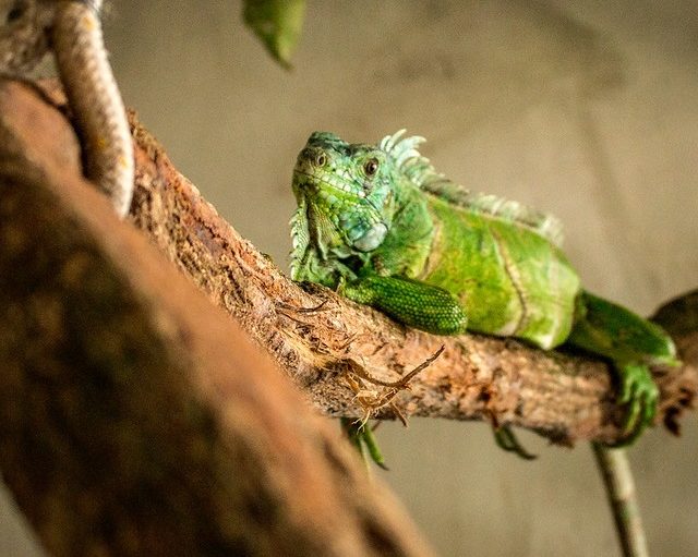 Parque Estadual de Dois Irmãos começa a receber novos animais