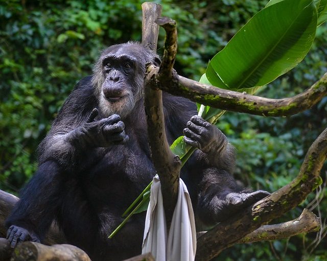 Parque de Dois Irmãos festeja os 64 anos do chimpanzé Sena