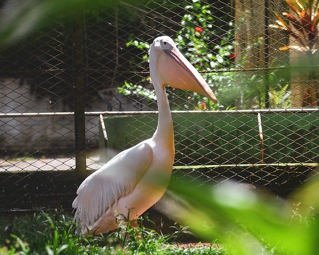 Pelicanos são transferidos para o BioParque do Rio.