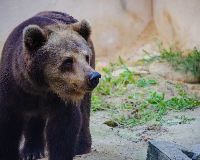 Parque de Dois irmãos vai transferir a Ursa Parda para São Paulo